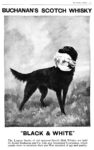 1922 Buchanan's Scotch Whisky. 'Black & White'